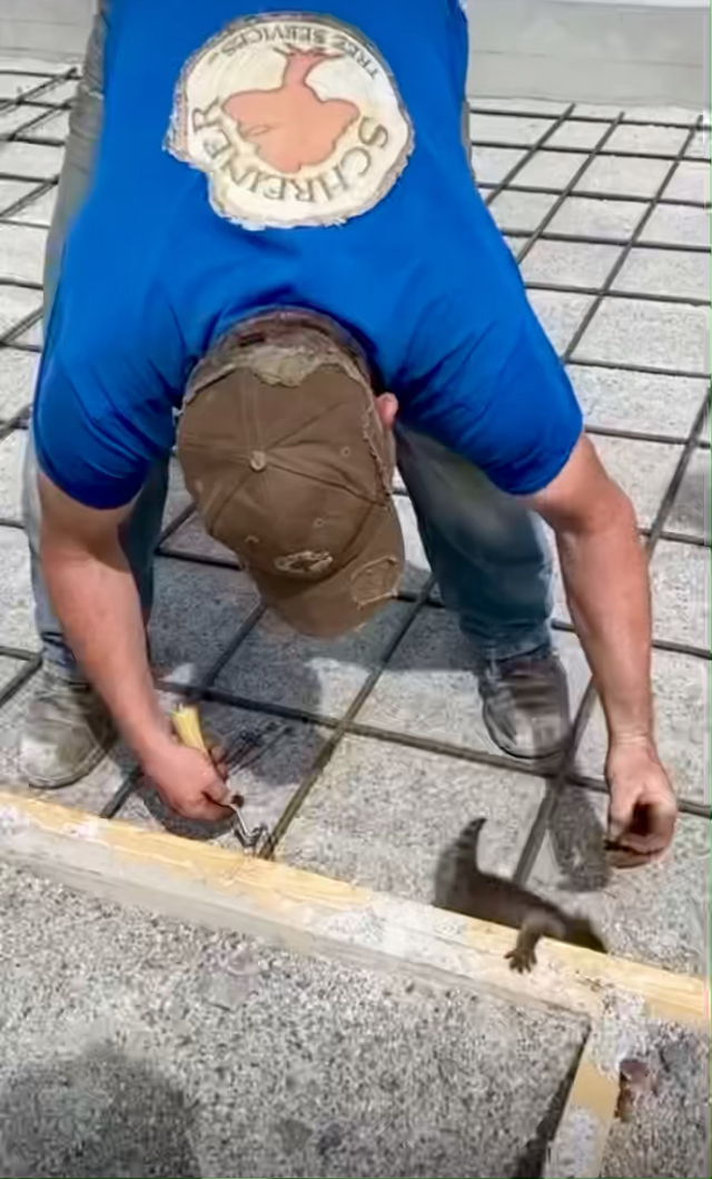 Raising an adorable raccoon to be the best assistant