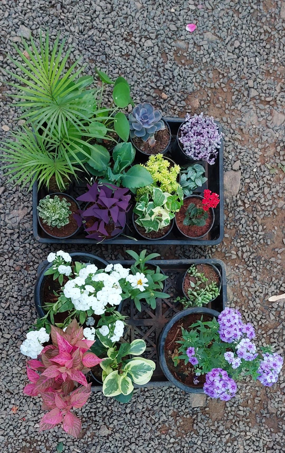 Plant haul😝