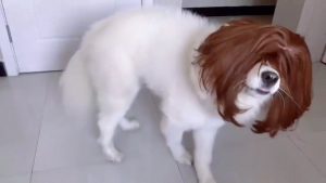 Doog got a wig