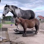 Horses rocking themselves