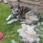 The amount of hair my dog is shedding each day
