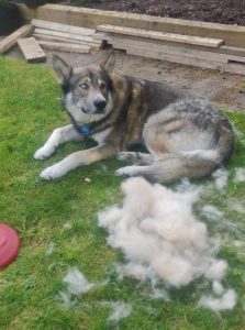The amount of hair my dog is shedding each day