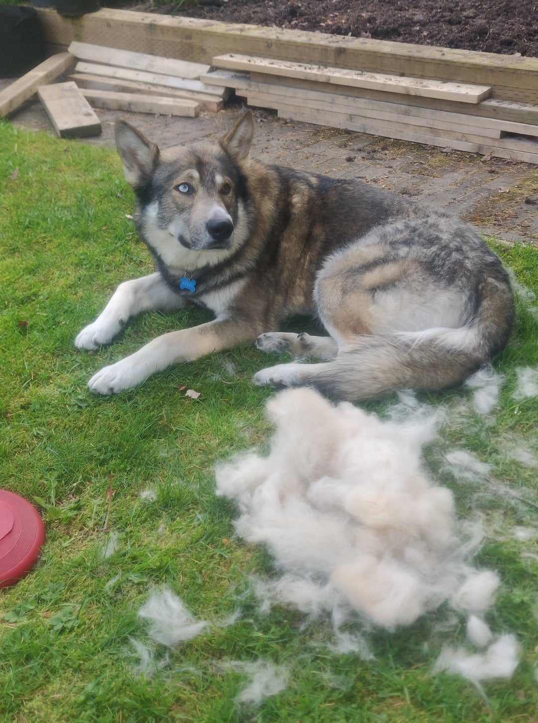 The amount of hair my dog is shedding each day