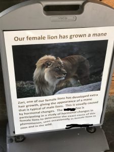Apparently, a female lion can go through a hormone imbalance and grow a mane (like the one at my local zoo).