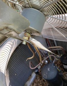 My living room was hotter than hell today..