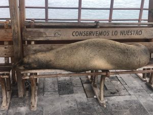 A sea lion I saw napping on a bench.
