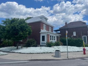 This house in my neighbourhood has flowers for a front lawn