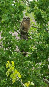 [OC] I had a staring contest with my new neighbors