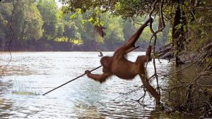 Apes are entering the Stone Age