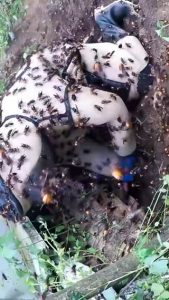 How can hornets be that big?