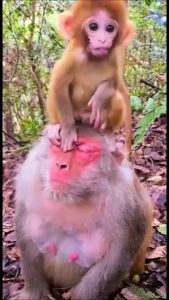 The Sufferance of a Mother