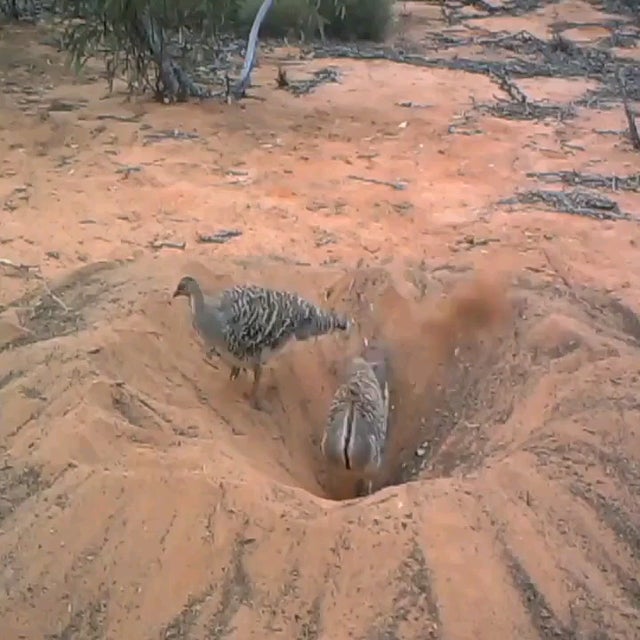 These two birds on an epic mission