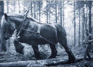 Sampson was a Shire horse gelding foaled in 1846 in Toddington Mills, Bedfordshire, England. He was the tallest and heaviest horse ever recorded, at 21.25 hands. Owned by Thomas Cleaver, Sampson stood 7 ft 2 in high by the time he was four years old, when he was renamed Mammoth.