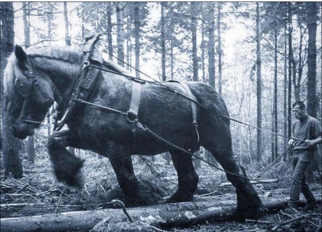 Sampson was a Shire horse gelding foaled in 1846 in Toddington Mills, Bedfordshire, England. He was the tallest and heaviest horse ever recorded, at 21.25 hands. Owned by Thomas Cleaver, Sampson stood 7 ft 2 in high by the time he was four years old, when he was renamed Mammoth.