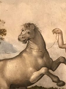 “I know what a horse looks like”