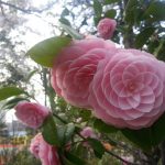 Just see the symmetry of this flower