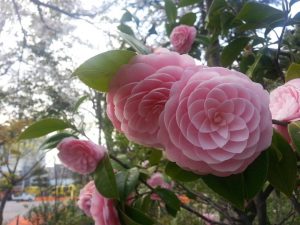 Just see the symmetry of this flower