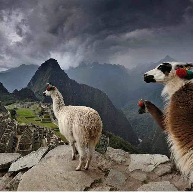 He's ringing his little bell