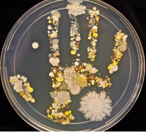 The amount of bacteria on the hand of an 8 year-old after playing outside.