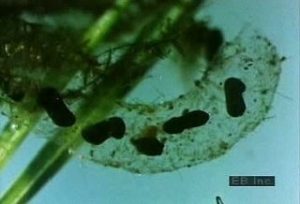 TIL In the sexual embrace, called amplexus, the male toad clasps the female from behind. The pair swims about as the female, swollen with eggs, selects a site for depositing them. As several thousand eggs are expelled from the female's body in jelly-like strings, the male fertilizes them with sperm