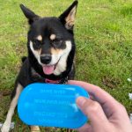 The squeaker from inside her dog toy has declared her the winner!