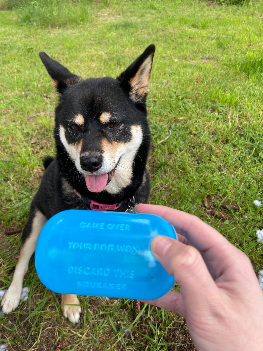 The squeaker from inside her dog toy has declared her the winner!