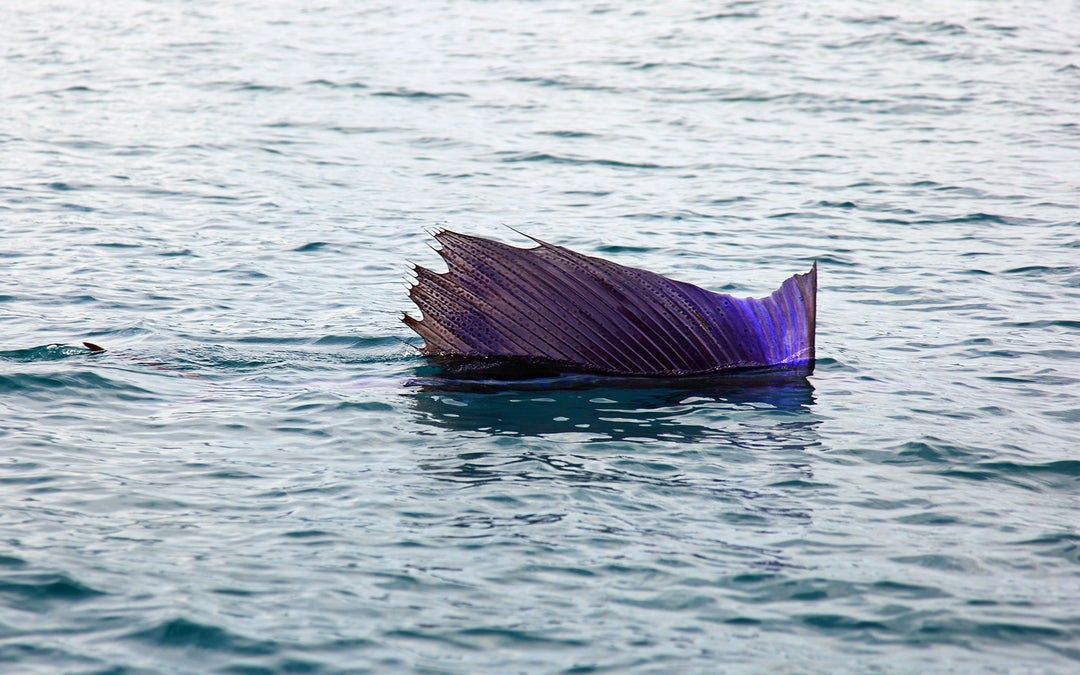 An Indo-Pacific Sailfish raising its sail