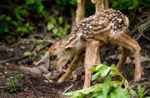 Came across this little one in the forest today.