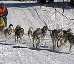 TIL that sled dog racing has been part of the Winter Olympics three times, as demonstration sport, but it have never been made an official event