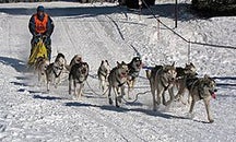 TIL that sled dog racing has been part of the Winter Olympics three times, as demonstration sport, but it have never been made an official event