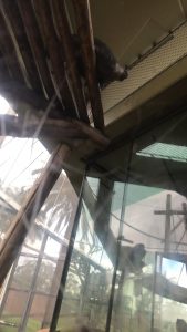 Monkey recycling it’s own feces