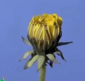 Watch a dandelion live it's life
