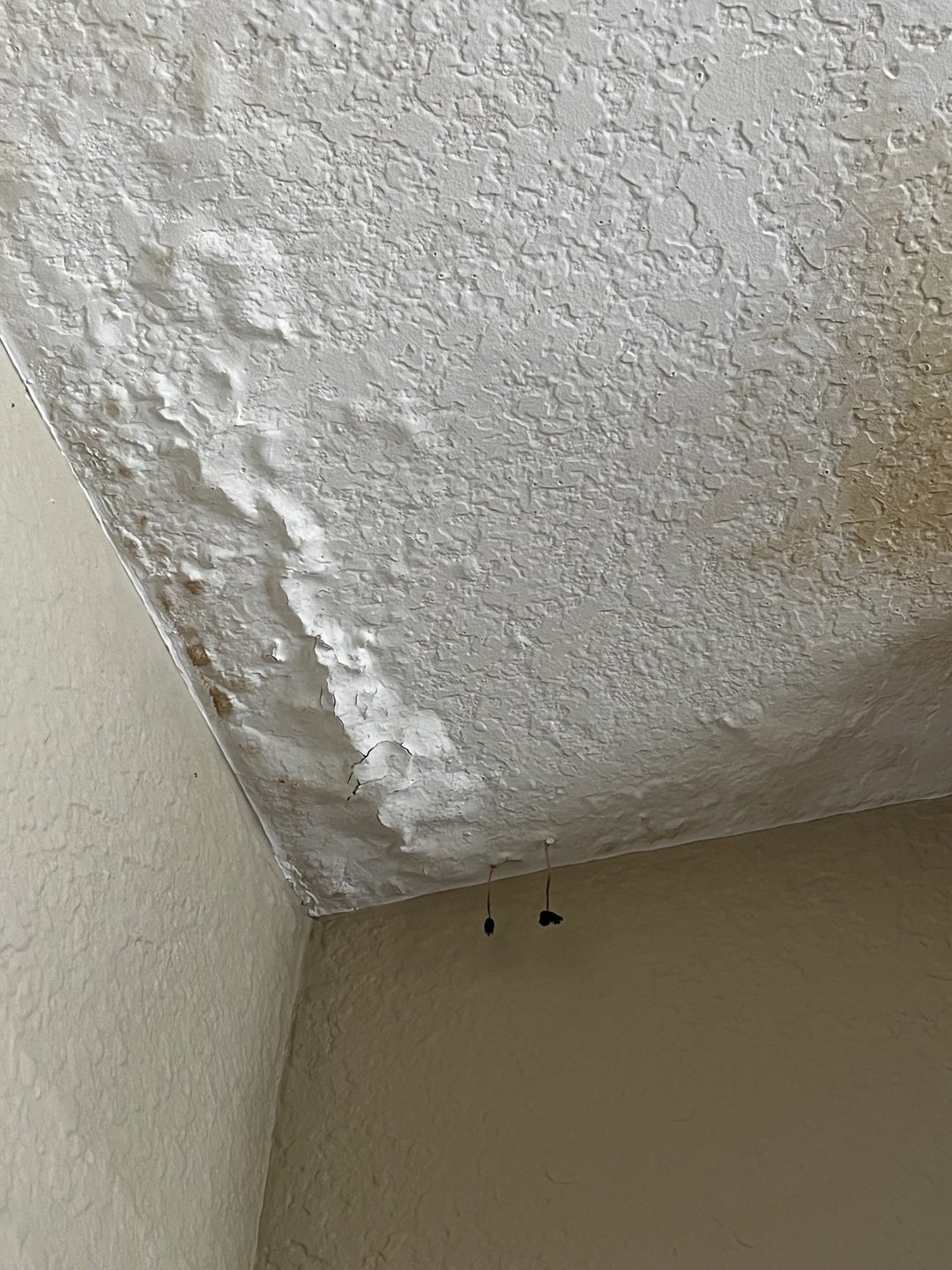Came home to these little guys growing from my ceiling… I think it’s a bad sign.
