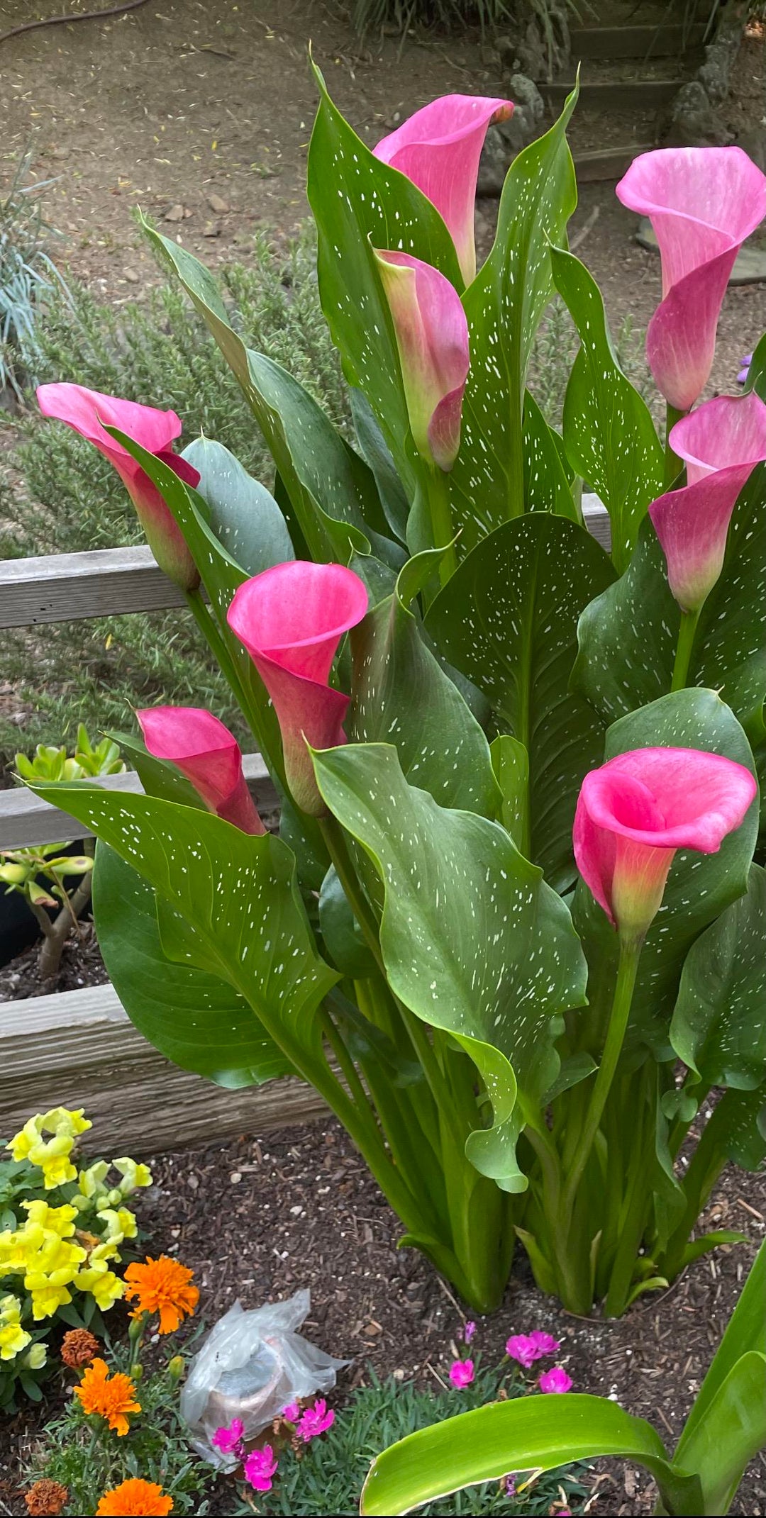 [OC] Just sent from my mom who is rightfully proud of her garden!