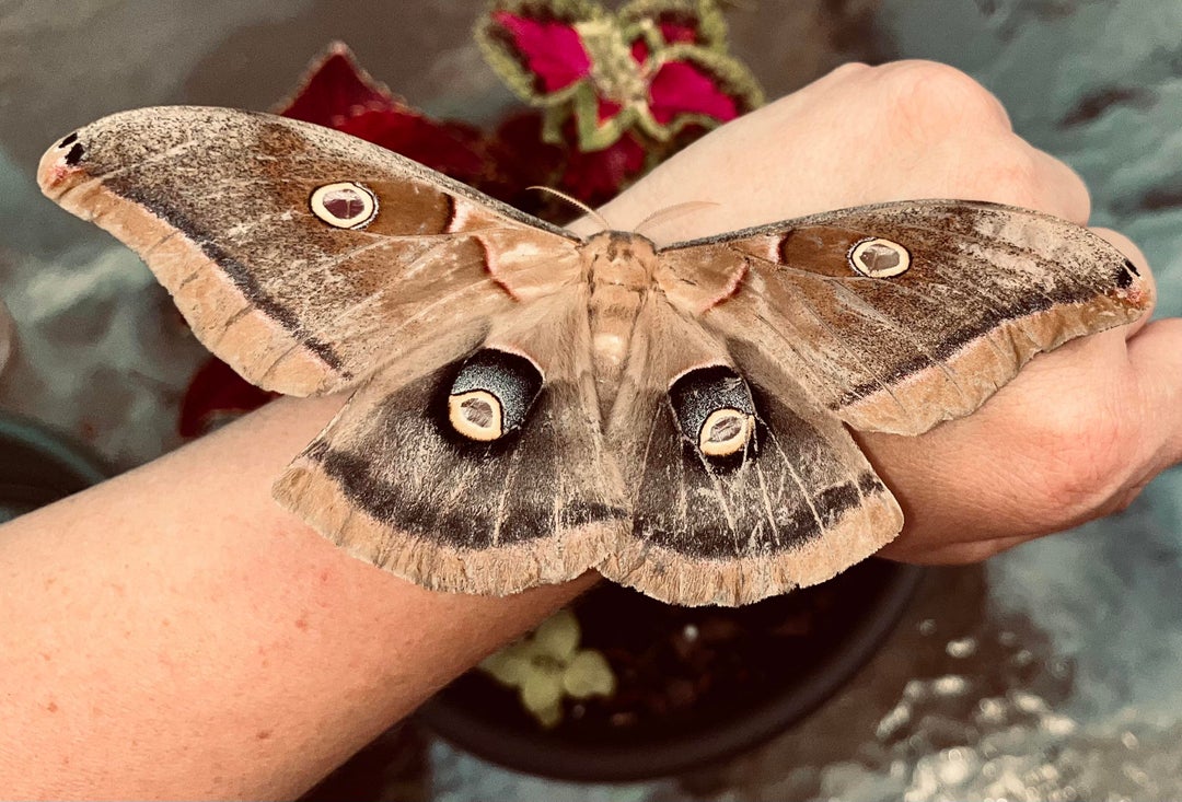 This beautiful guy landed on me today! (OC)