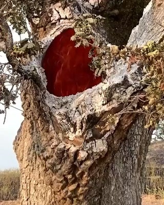 Fire burning inside a tree after it was struck by lightning