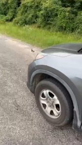 Man stops to rescue kitten