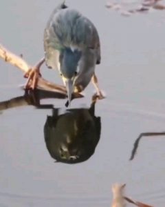 Heron uses a dead bug for bait while fishing!!