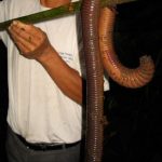 Large Earthworms can be found in Equador