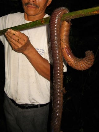 Large Earthworms can be found in Equador