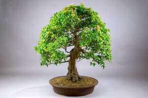 TIL: A bonsaï tree is not a species of tree. It's just a regular tree. Bonsai is a method of growing trees which aims to create an image of a large mature tree but in miniature
