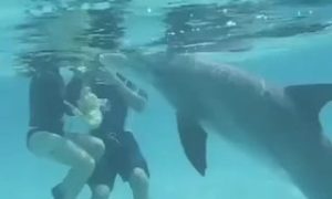 sexual offenders Dolphin