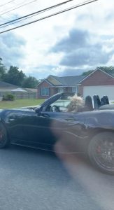 lady driving with her raccoon