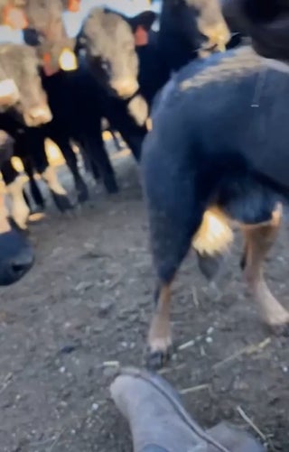 Working dog protecting his owner from the herd while he takes a break