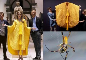 Two men led a team of 80 people, spent 5 years collecting 1.2 million golden orb spiders, milked them for their silk, and created the rarest textile on Earth: A golden silk cape.