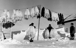 TIL 1941 after a meteor shower two Canadian Inuit announced they were Jesus and God and convinced people to kill their sled dogs since people will soon be able to fly. 9 people ended up losing their lives as a result of the community spread insanity.