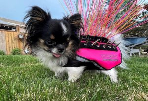 A coyote-proof vest for little doggos.