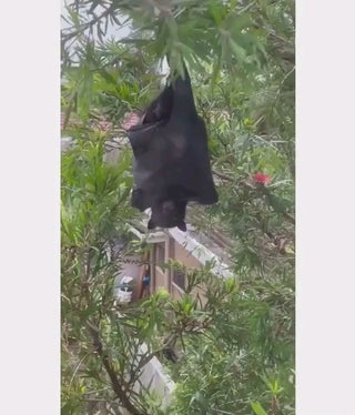 Screaming upside down banshee