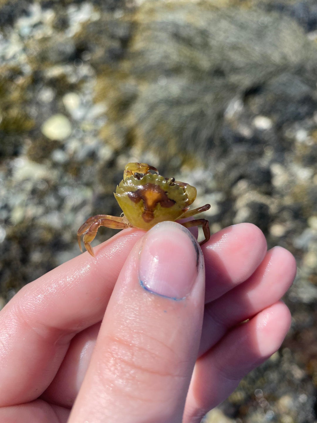 Found a tiny crab that has a cow head on its back