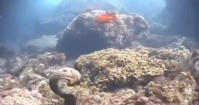 An Octopus riding an Eel to avoid being eaten.